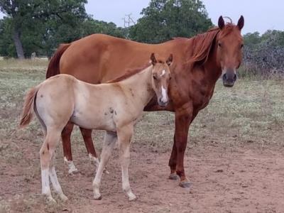 Boon Fever <br>AQHA 5556894